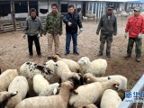 海归“羊倌”任长河的汗普士羊养殖创业梦
