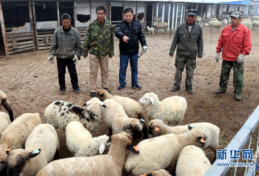 海归“羊倌”任长河的汗普士羊养殖创业梦