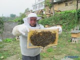 吴天明的养蜂路 带领全村人发家致富路