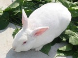 獭兔冬季饲养管理技术