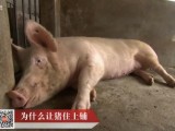 [科技苑]浙江丽水陈小平发酵高床养猪技术视频
