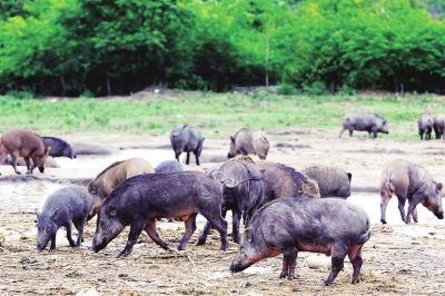 120元1斤的儋州山猪肉受青睐，运动型山猪“跑”出致富路