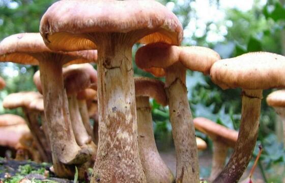 蘑菇发绿霉怎么办？怎么预防蘑菇绿霉病？