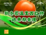 秋冬茬温室西红柿结果期管理技术