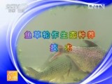 鱼塘清淤：鱼草轮作生态种养技术