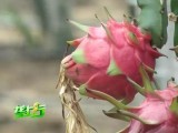 种植火龙果“优生优育”一亩能赚六万元！