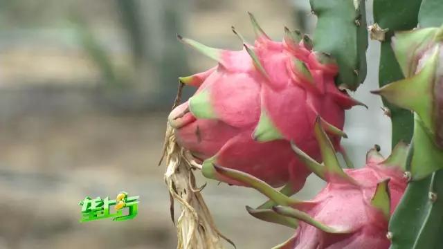 种植火龙果“优生优育”一亩能赚六万元！