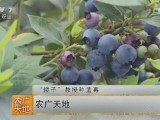 [农广天地]“傻子”教授吴晓春种植蓝莓成功创富的奥秘