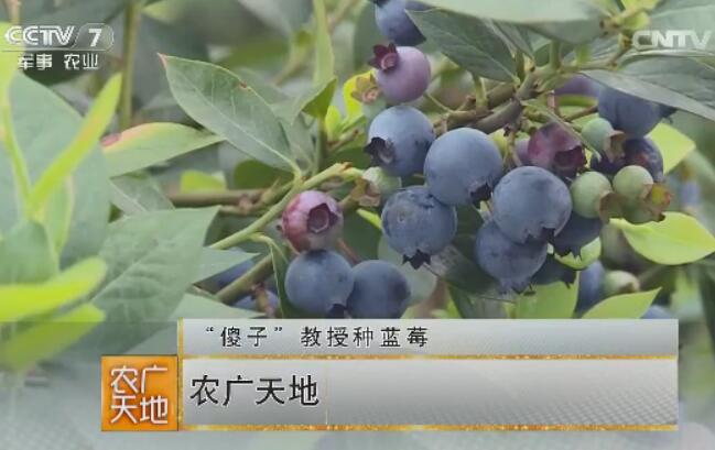 [农广天地]“傻子”教授吴晓春种植蓝莓成功创富的奥秘