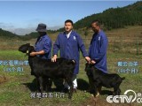 [致富经]陈开飞：海归小伙发羊财 从7.5万元买一只羊开始
