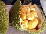 2017年种植什么好？海南新兴水果榴莲蜜一亩收入上万元