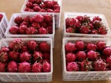 [每日农经]高黎贡山红心火龙果个大味甜一亩收入达万元