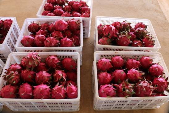 [每日农经]高黎贡山红心火龙果个大味甜一亩收入达万元