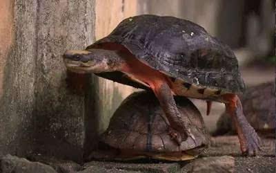 龟痴陈明球驯养乌龟年入2千万的致富经