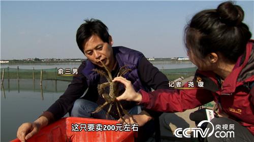 [致富经]江苏苏州俞三男：阳澄湖养蟹状元是如何炼成的