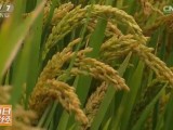 [每日农经]白湖香软米 有配角的白湖大米价格高