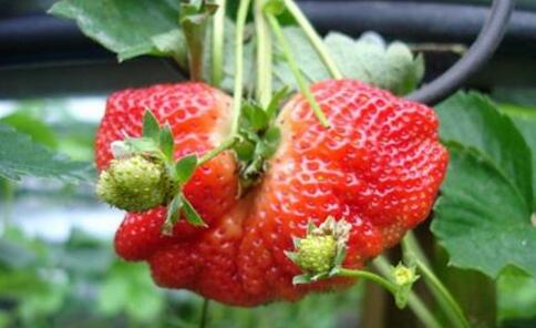 草莓畸形果啥原因？草莓畸形果怎么治?