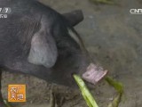 [农广天地]程其发养殖吃软饭的黑猪更赚钱