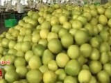 [科技苑]三筐柚子的秘密 蜜柚加工饮料提炼精油让柚子身价倍增