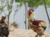 [每日农经]云南瓢鸡养殖 没有尾巴的鸡更赚钱