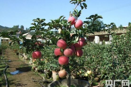 辽宁辽中李晓春盆栽苹果种植一盆能卖出上万元