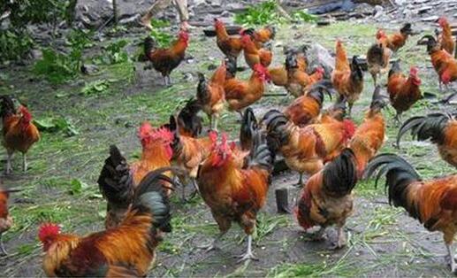 养殖600只土鸡纯收入2万元 桑植县卓定如的生态养鸡致富经