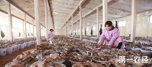 小蘑菇大产业 温宿县农民的“致富伞”