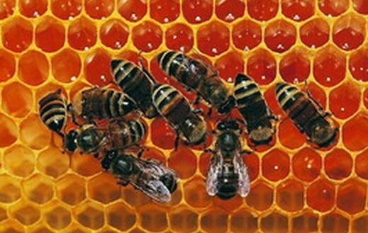 探秘土蜂蜜：土蜂怎么养？土蜂养殖效益又如何？