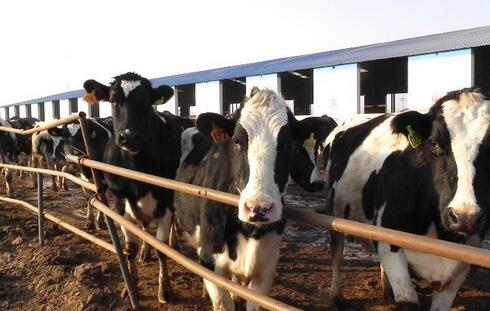 一头奶牛一年的利润和成本是多少？养奶牛赚钱吗