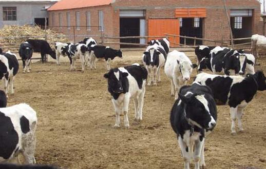 一头奶牛一年的利润和成本是多少？养奶牛赚钱吗