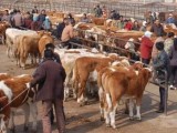2017养牛行情分析：2017年肉牛的养殖前景和发展趋势