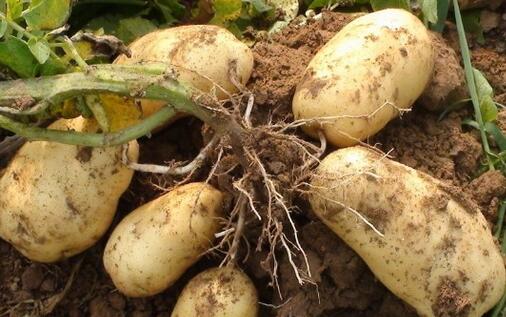 种植马铃薯亩收入过万元的三大“法宝”