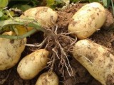 种植马铃薯亩收入过万元的三大“法宝”