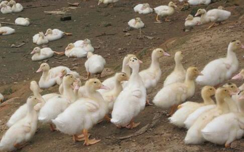 订单养蛋鸭风险小利润高 “订单蛋鸭”成农村致富好项目