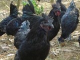 林下散养的五黑鸡成为家禽市场新宠