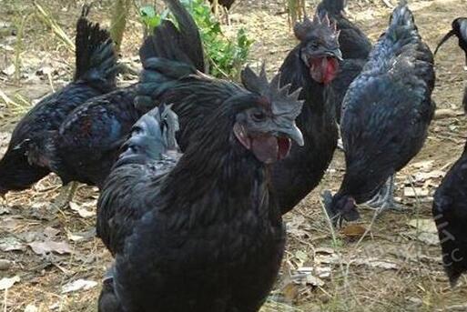 林下散养的五黑鸡成为家禽市场新宠