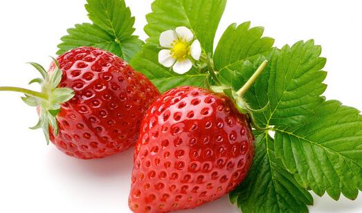 草莓半基质栽培新技术促草莓增产三成