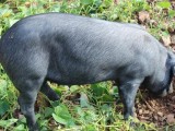 黑猪肉一斤卖到30元!山东威海张坤生态养殖黑猪变致富“金猪”