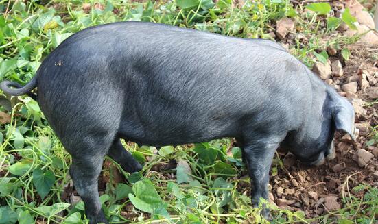 黑猪肉一斤卖到30元!山东威海张坤生态养殖黑猪变致富“金猪”