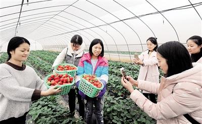 种植冬草莓一亩产值15万元 草莓让2000多村民增收560万