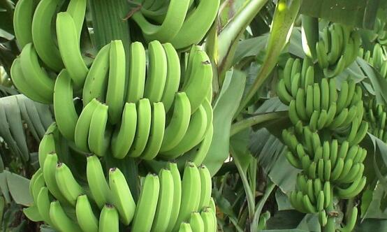 香蕉果期用药需谨慎 洗果工序不可省
