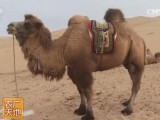 [农广天地]沙漠之舟-骆驼的养殖