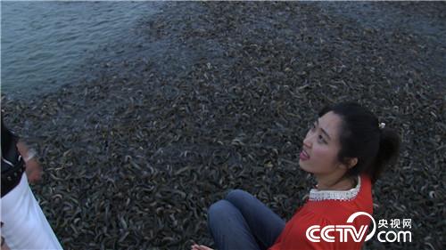 [致富经]江西赣州杨丽养殖泥鳅 富家女遇到用钱解决不了的事之后