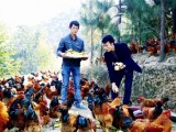 返乡创业青年林下养殖“水果鸡”每只卖价达188元