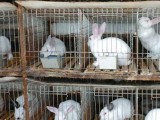 2017獭兔养殖前景、獭兔的养殖成本和利润分析 怎样养獭兔