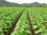 咖啡亩产量是多少 中国热科院香饮所让咖啡亩产量提升5倍