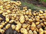 稻草覆盖种植秋马铃薯一亩增产五百斤亩收入4000元