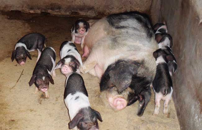 1万头猪的养猪场需要投资多少钱（附养猪场建设方案）