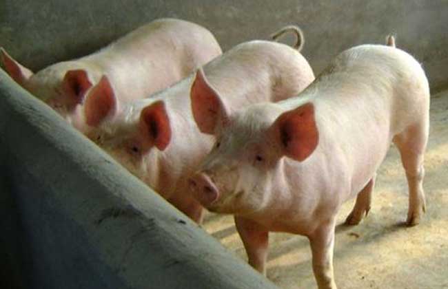 养100头母猪的养猪场怎么建造