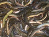 养殖泥鳅每亩利润一两万元 台湾泥鳅养殖效益高